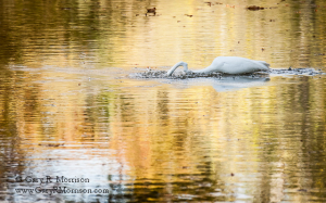 Egret at Stumpy Lake, VA