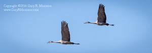 Sand Hill Cranes in Flight
