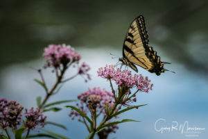 Swallowtail Buttlerfly Spring Mill SP Indiana
