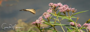 Swallowtail Buttlerfly in Flight Spring Mill SP Indiana