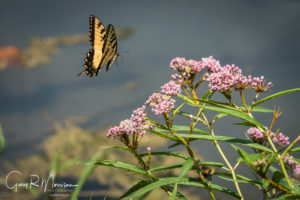 Swallowtail Buttlerfly in Motion Spring Mill SP Indiana