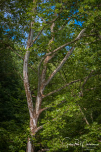 Sycamore Tree beside the Little Blue River Crawford County IN