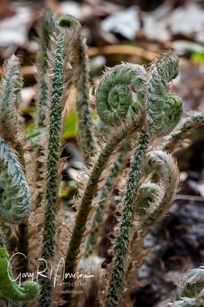 Early Ferns Waldrup Ridge Monroe County IN