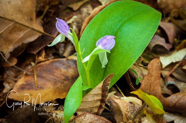 Showy Orchid TC Steele State Historic Site