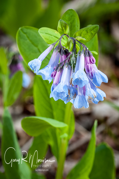 Virginia Bluebell Waldrup Ridge Monroe County IN
