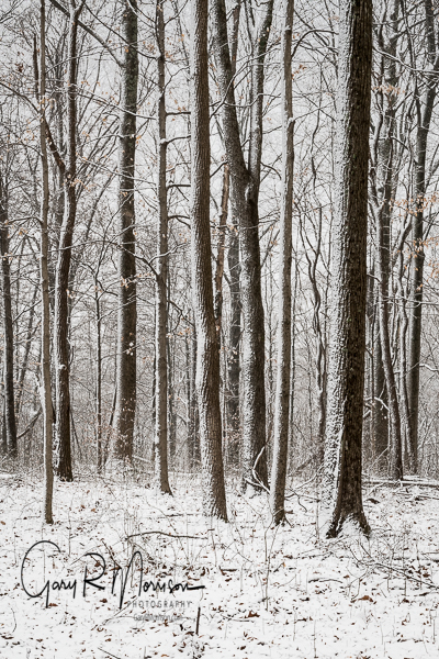 A snowy hike in the forest Brown County SP