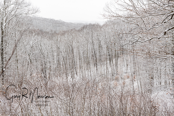 Snow covered forest Brown County SP