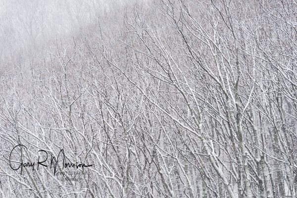 Snow covered trees Brown County SP
