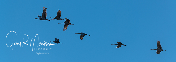 Forming up Sandhill Cranes Jackson County IN