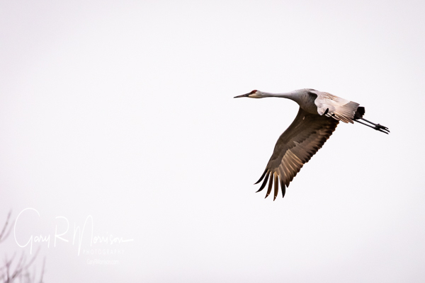Lone Sandhill Crane in Flight Jackson County IN