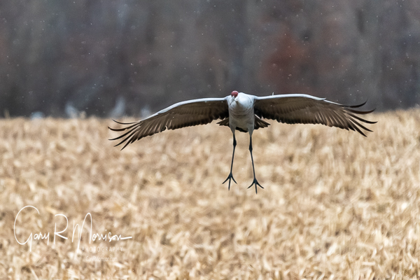 Sandhill Crane Landing Jackson County IN