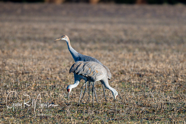 Standing guard Sandhill Cranes Jackson County IN