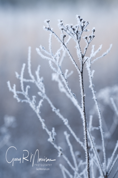 A plant with hoar frost