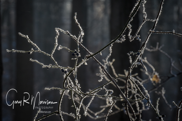 Tree branches with hoar frost