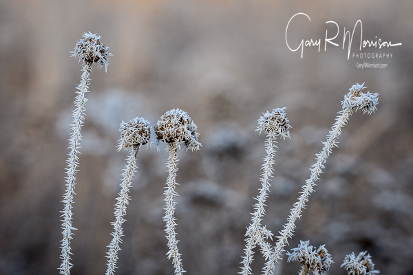 Hoar frost on last fall's plant
