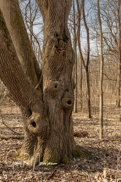Old Beechnut tree Schrader-Weaver Nature Preserve