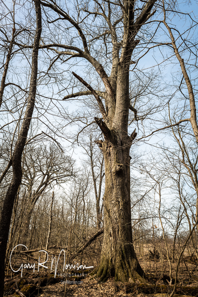 800-year old bur oak in Shrader-Weaver Woods