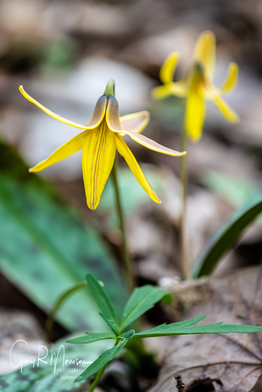 Trout Lilly McCormicks Creek SP IN