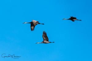 Three Sandhill Cranes in flight Goose Pond IN