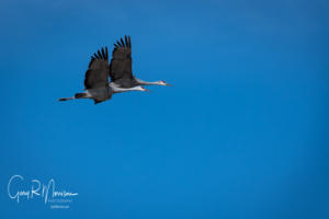 A pair of Sandhill Cranes in Flight Jackson County IN