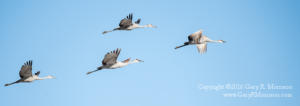 A sedge of Sand Hill Cranes