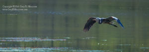 Great Blueron in Flight Stillwater Marsh Bloomigton IN