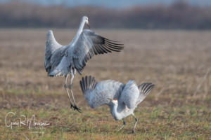 Jumpers Sandhill Cranes Jackson County IN
