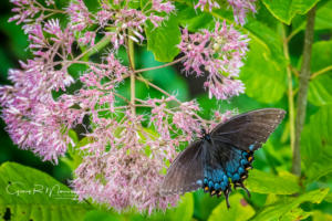 Black Swallowtail Butterfly Muscatatuck NWR