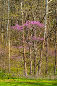 Red Bud and Sycamores Brown County SP IN