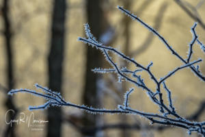 Silhouetted branches with hoar frost Brown County SP  IN