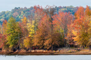 Fall colors on the shore III Lake Monroe IN