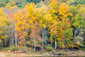 Fall colors on the shore II Lake Monroe IN