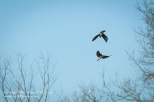 A Tree Swallow Ballet Stillwater Marsh Monroe County IN