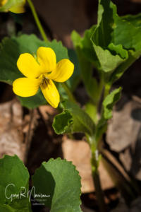 Downy Yellow Violet Lawrence County IN