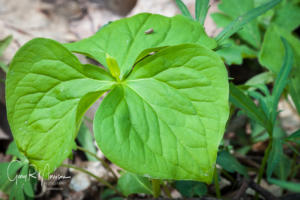 Drooping Trillium Lawrence County IN