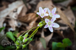 Spring Beauty Lawrence County IN