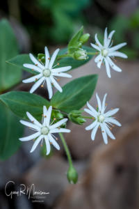 Star Chickweed Lawrence County IN