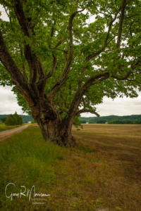 Large catalpa tree Harrison County IN