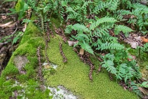 Ferns Moss and a Rock Bluffs of Beaver Bend Martin County Indiana