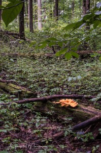 Mushroom on Forest Floor McCormicks Creek Park Oen County IN